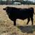 Black Angus Bull 3 thumbnail
