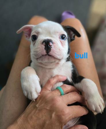 Cachorros de Boston (Norman)63658636966657120