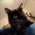 Missing cat 2 thumbnail