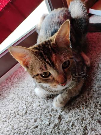 gatita de 5 meses63671572916483121