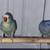 Indian Ringneck lacewing Female 5 months 6 thumbnail