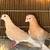 Pigeon 2 thumbnail