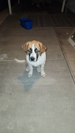 Saint Bernard mix (Pahrump)63860185530625122