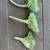 Rare mermaid tails (succulent) CUTTINGS & ROOTINGS 2 thumbnail