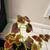 Coleus easy maintenance houseplant 3 thumbnail