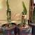 Dragon Fruit plants 8 thumbnail