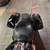 DEALER CERTIFIED PRE-OWNED STREET GLIDE SPECIAL #5150 11 thumbnail