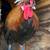 Fancy Top Hat Bantam Roosters 4 thumbnail