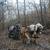 15 hand Haflinger team 1 thumbnail