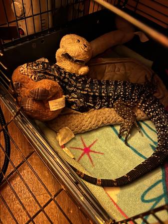 Tegu and ball pythons (Stephens City)64316950548355120