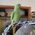 For Adoption: Indian Ringneck Parrot with cage toys food supplies 6 thumbnail