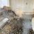 Quail Eggs and Birds, Pure Gene Celedon and Jumbo XXL Texas A and M, many others 6 thumbnail