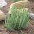 1 gallon Succulent - Senecio anteuphorbium (Swizzle Sticks) 5 for $20 1 thumbnail