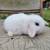 Holland lop bunnie (buck) 1 thumbnail