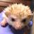 Rehoming hedgehogs Available for Christmas 1 thumbnail