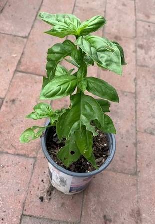 Organic Basil Live Herb Plant (Green/Purple) 1