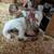 2026 Purebred and % Kiko Goats 7 thumbnail