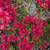 Trellis Bougainvillea 16 thumbnail