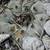 PEYOTE LOPHOPHORA WILLIAMSII SEEDS 10 thumbnail