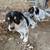 heeler/beagle mix pups 8 thumbnail
