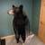 Life size Adirondack Black Bear Taxidermy Mount 3 thumbnail