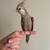 Hand tamed cockatiel (white face) 4 thumbnail