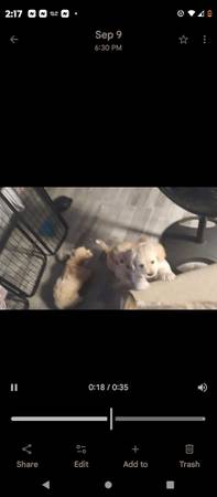 ?Lily-Ann's Beautiful Multipoo Pupps (Antioch)63862000287107123
