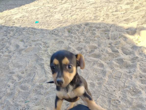 Chihuahua puppy mix 1