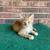 Kittens! 7 thumbnail
