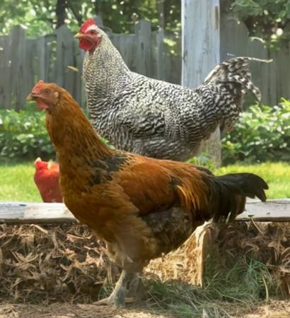 Two Gorgeous Roosters for Adoption 1