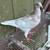 Young pigeons 4 thumbnail