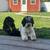Cock-a-poo puppies 2 thumbnail
