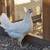 3 month old pullets 3 thumbnail