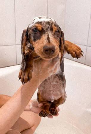 Sweet Dog Dachshund 1