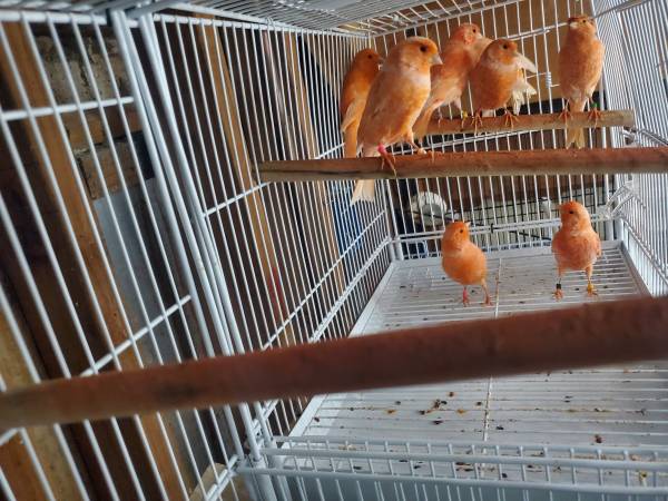 Canary (Thornton)63679621959681120