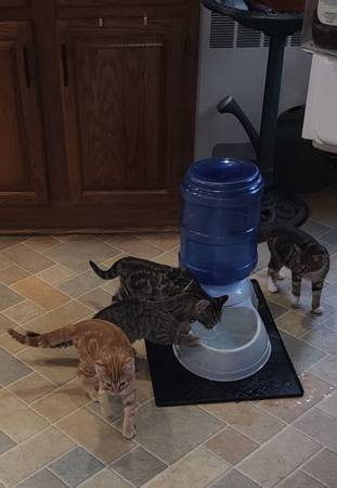 Kittens need a home 1