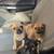 Pug Shih tzu mix 1 thumbnail