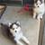 rehoming pomskies 5 thumbnail