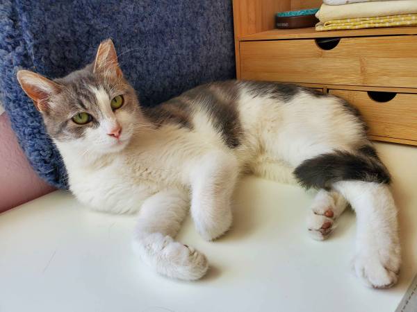 2 Cats Seeking Forever Homes ($150 adoption fee through CC4C) (walnut creek)63934209860099121