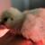 Silkie chicks and chickens 10 thumbnail