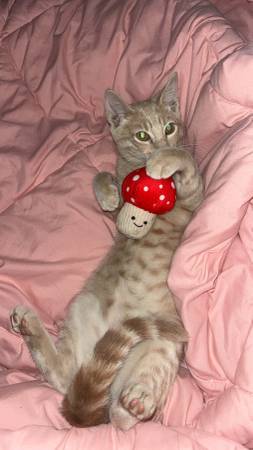 mochi needs a home! 1