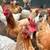 26 chickens, 2 roosters 3 thumbnail