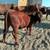 Heifer 1 thumbnail