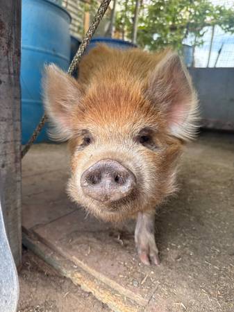 Pigs Kunekune 1