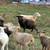 Dorper / katahdin sheep 1 thumbnail