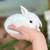 Holland Lop Baby Bunnies 5 thumbnail