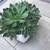Echeveria succulents in a pretty ceramic pot 3 thumbnail