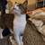 Cats 1 thumbnail