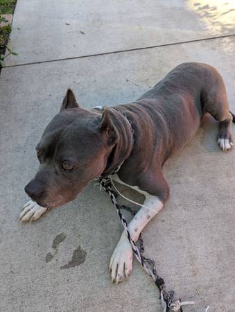 Found: gentle male pitbull 1