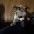 Rehoming puppies. Small fee 7 thumbnail